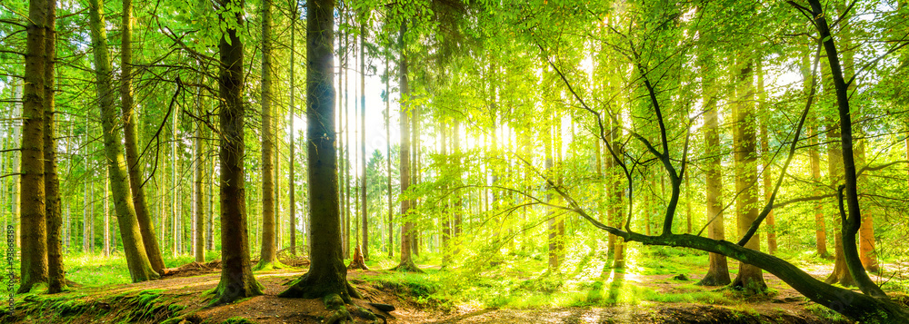 wald